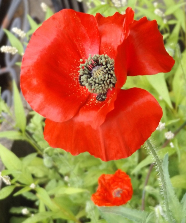 July 6th 2016 - First Poppy of the season from 2015 seeds harvested - 001